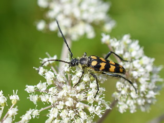 Four-banded longhorn beetle Leptura quadrifasciata on a white flower