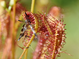 Insect stuck on the sticky leaves of a Drosera anglica great sundew plant