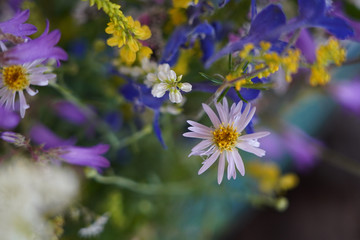 mixed summer fresh wild flowers bouquet closeup shot