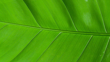 Leaves close to green in the tropics  