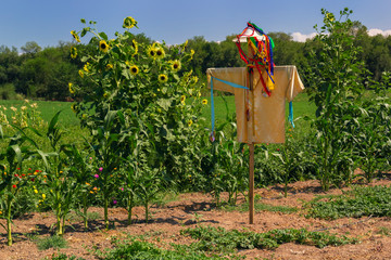 Scarecrow stands on a sunflower field on a sunny day against the sky with clouds