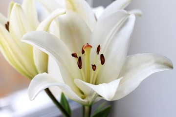 White lily flowers bouquet. Close up, light blooming wedding background. Floral pattern, abstract background.