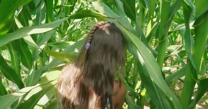 Authentic slow motion shot of cute carefree happy little girl is having fun to walk in the middle of corn plants in a sunny day.