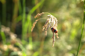 leaf beetle Cryptocephalus bipunctatus on flowering grass