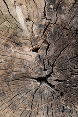 Wood log texture close up