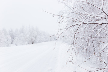 Winter landscape with snow and christmas trees. Merry christmas and happy new year greeting background. .