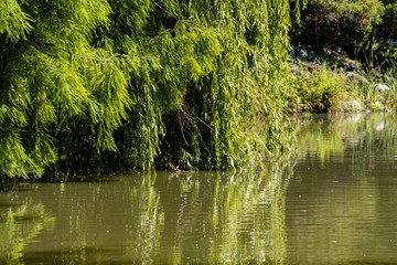 Fototapeta premium willow trees in the park with long branches covered with leaves dipping into the pond on a sunny day