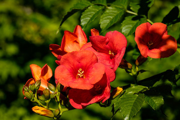 beautiful red trumpet flowers blooming at the tip of the branch under the sun with blurry green background in the park