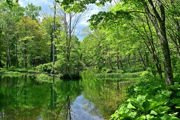 Fototapeta na wymiar 新緑に包まれた森林公園の情景＠北海道