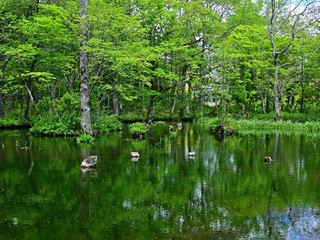 新緑に包まれた森林公園の情景＠北海道