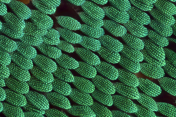 Extreme magnification - Papilio palinurus butterfly wing, 20:1 magnification