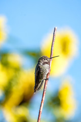 one beautiful Ana's hummingbird resting on a thin twig under the sun with blurry yellow flower background under blue sky