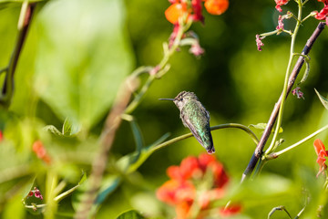 one beautiful Ana's hummingbird resting on the thin branch of the plants in the garden with blurry green and red background and foreground 