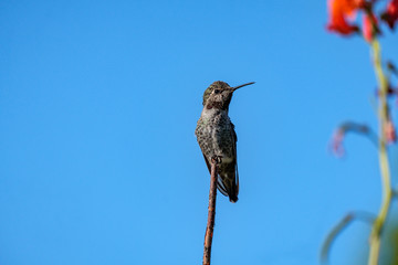 Fototapeta na wymiar one beautiful Ana's hummingbird resting on the tip of a twig besides red flower in the garden under the sun with blurry blue sky background