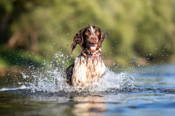 Dog playing in water - English Springer Spaniel