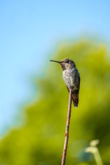 one beautiful Ana's hummingbird resting on the tip of a twig under the sun  with blurry blue sky and green trees background
