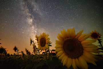 Milky way over the sunflower field