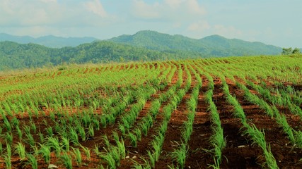 Fototapeta na wymiar rice sprouts in thailand , young plant, sprout