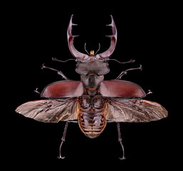Extreme magnification - Lucanus cervus , stag beetle