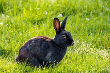 close up portrait of one cute black rabbit laying on green grass field in the park chewing some grasses in its mouth