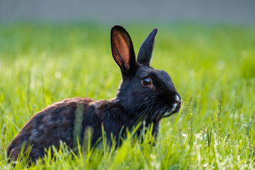 close up portrait of one cute black rabbit laying on green grass field in the park chewing some grasses in its mouth