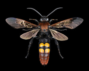 Extreme magnification - Megascolia maculata giant wasp