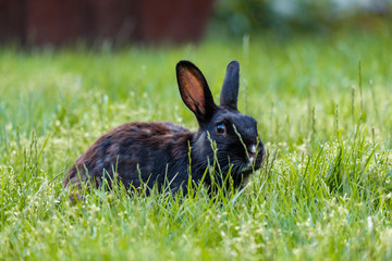 cute black rabbit focus on eating on green grass field under the shade 