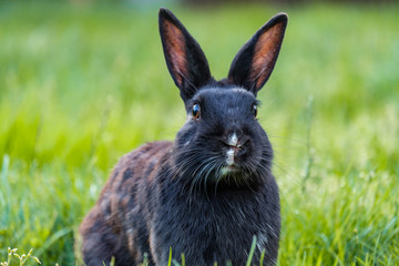 close up portrait of one cute black rabbit laying on green grass field in the park chewing some grasses in its mouth while staring at you