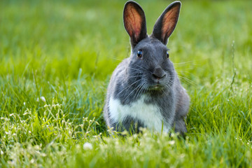 close front portrait of a cute grey rabbit laying on the green grassy field feasting on grasses while staring at you 