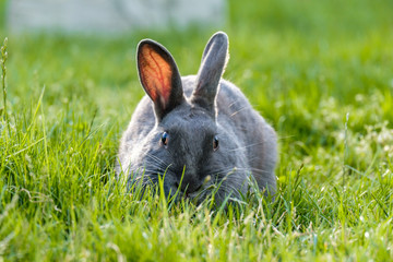 close front portrait of a cute grey rabbit laying on the green grassy field focus on feasting with grasses 