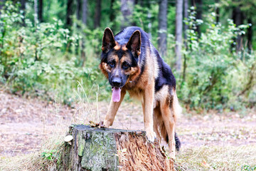 Dog German Shepherd in a forest in a summer