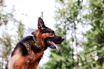 Dog German Shepherd in a forest in a summer