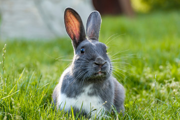 close front portrait of a cute grey rabbit laying on the green grassy field feasting on grasses while staring at you 