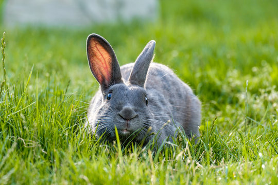 close front portrait of a cute grey rabbit laying on the green grassy field feasting on grasses while staring at you with a smile on its face