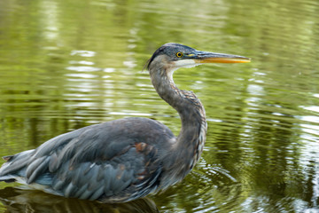 close up of a great blue heron fishing in the pond with water up to the chest and green reflection of the surroundings.