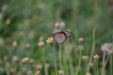 butterfly on flower