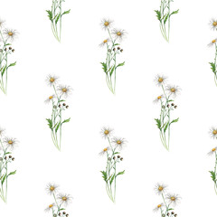  Watercolor digital paper pattern camomile flowers seamless illustration set of summer botanical decorations greeting card design