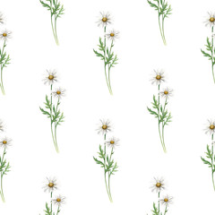  Watercolor digital paper pattern camomile flowers seamless illustration set of summer botanical decorations greeting card design
