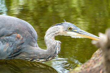 close up of a great blue heron fishing in the pond with water up to the chest and green reflection of the surroundings.