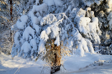 Tree covered snow in a winter forest in a sunny day