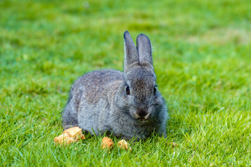 one cute grey bunny laying on green grass field eating some left over bread  pieces