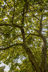 Looking up to the Sky through Apple Tree Branches with Apples