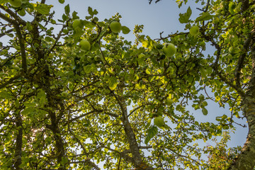 Looking up to the Sky through Apple Tree Branches with Apples