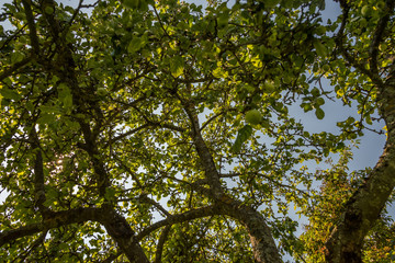 Looking up to the Sky through Apple Tree Branches with Apples