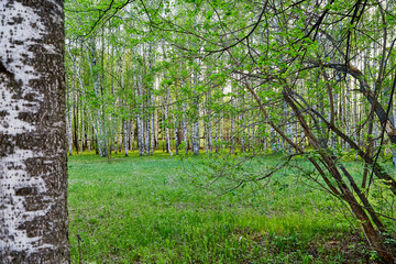 Fototapeta premium Birches in the park on a spring day. Green birch forest in the spring day
