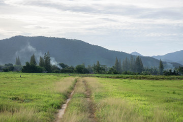 Big tree in the meadow Kui Buri Prachuap Khiri Khan Western Thailand