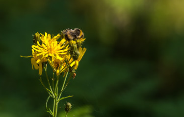 Looking up to the Sky through Apple Tree Branches with Apples