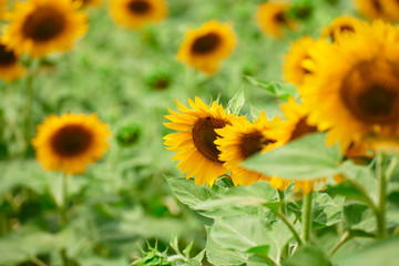 Obraz premium Sunflower field - bright yellow flowers, beautiful summer landscape