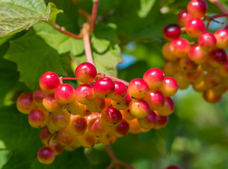 Red and Yellow Wolf Berries Growing on a Bush on a Sunny Day