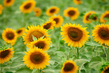 Fototapeta na wymiar Sunflower field - bright yellow flowers, beautiful summer landscape